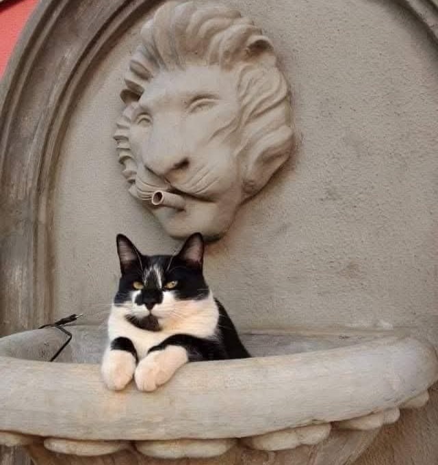 Mačka si užíva odpočinok pod sochou leva na kamennej fontáne.