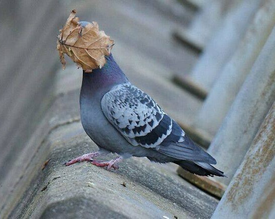 Holub na chodníku s listom prilepeným na hlave.