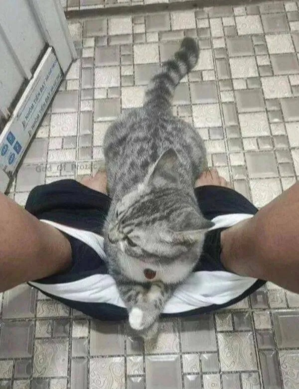 Mačka si našla pohodlné miesto na odpočinok medzi nohami svojho majiteľa v kúpeľni.