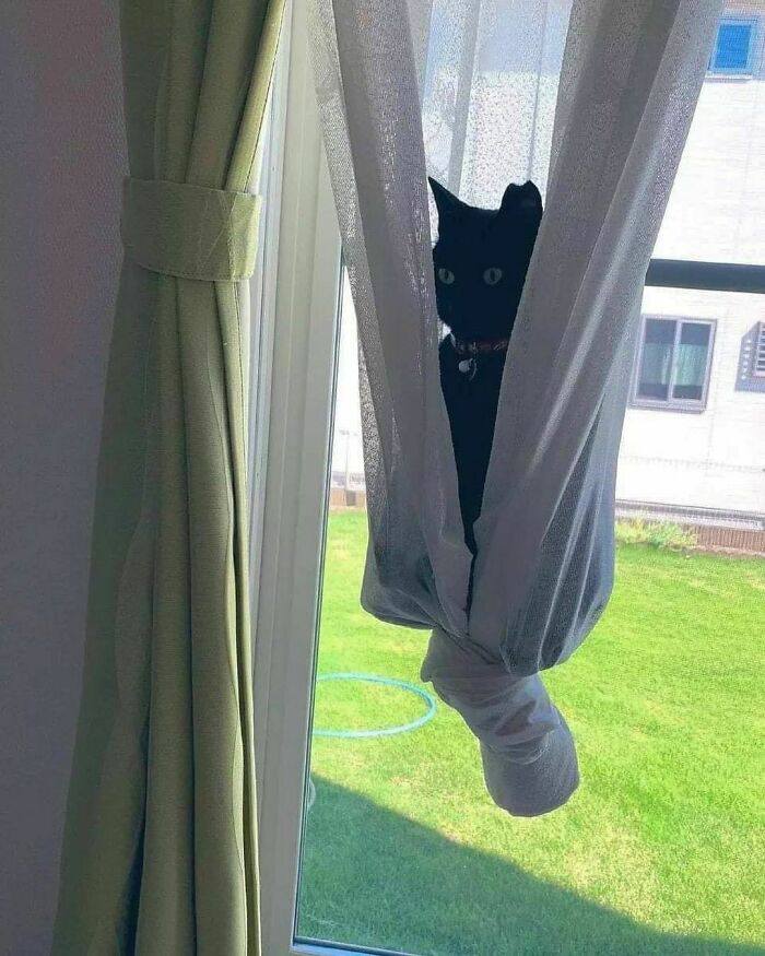 Čierna mačka sa schováva v závesoch pri okne s výhľadom na trávnik vonku.