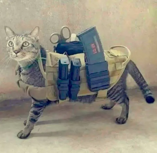 Bojová mačka v taktickej veste s vybavením a zásobníkmi na chrbte, pripravená na misie.