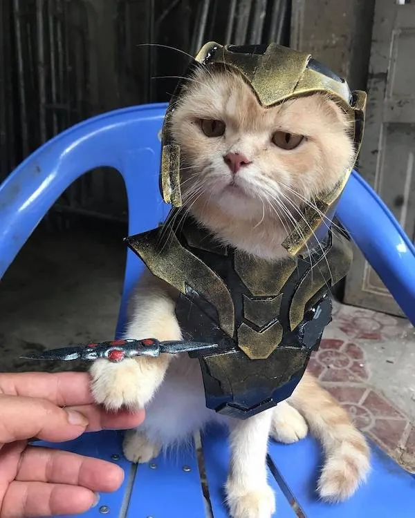 Kocúr v zbroji sedí na modrej stoličke a podáva labku niekomu držiacemu zbraň.