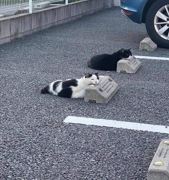 Dve mačky pohodlne ležia na parkovisku, opierajúc sa o betónové zábrany.