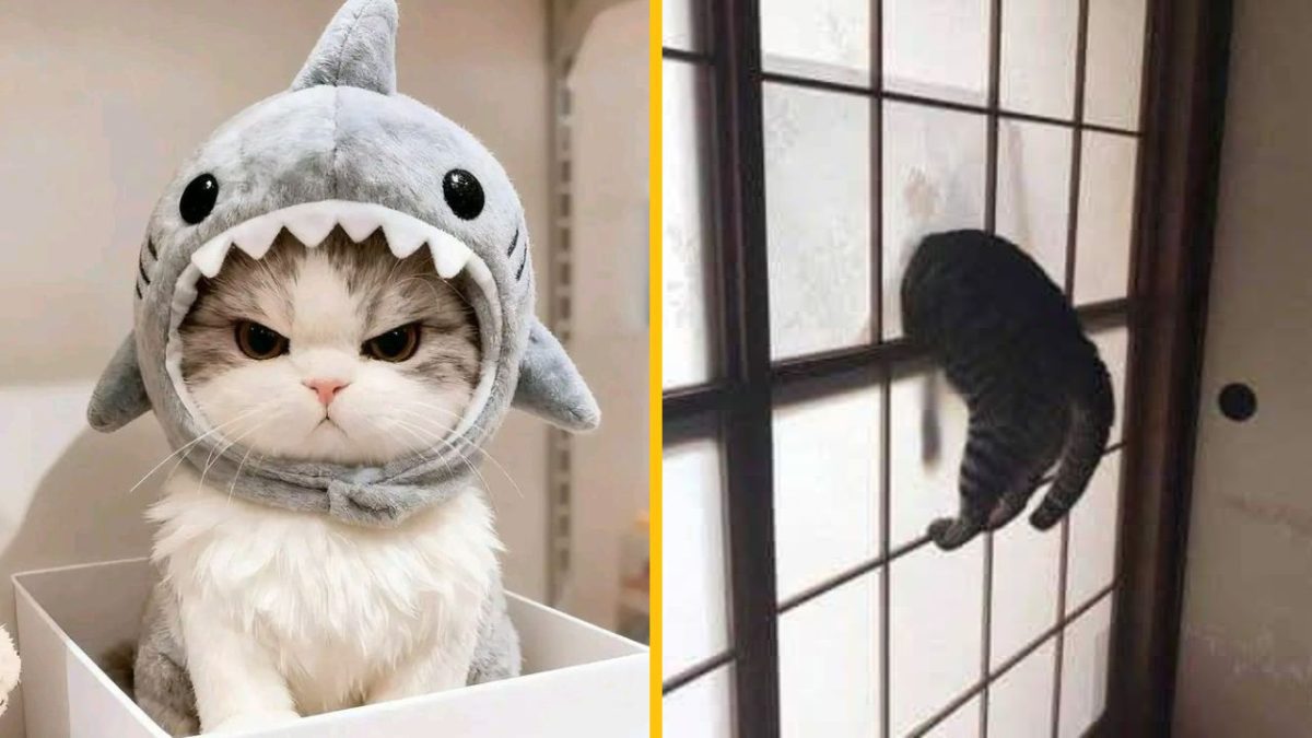 Na obrázku je mačka v kostýme žraloka a ďalšia mačka prechádzajúca cez dvere. Hravé a vtipné scény.