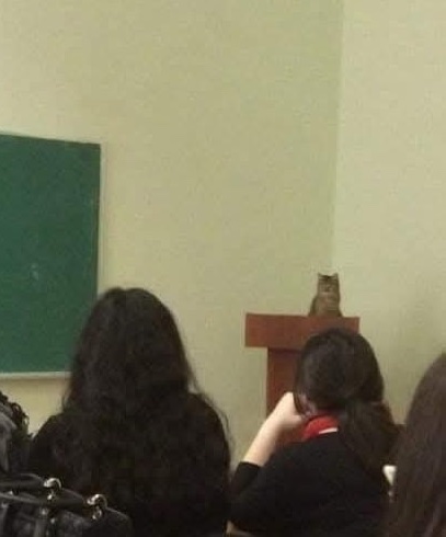 Sova sedí na učiteľskom stole v triede pred tabuľou plnou študentov.