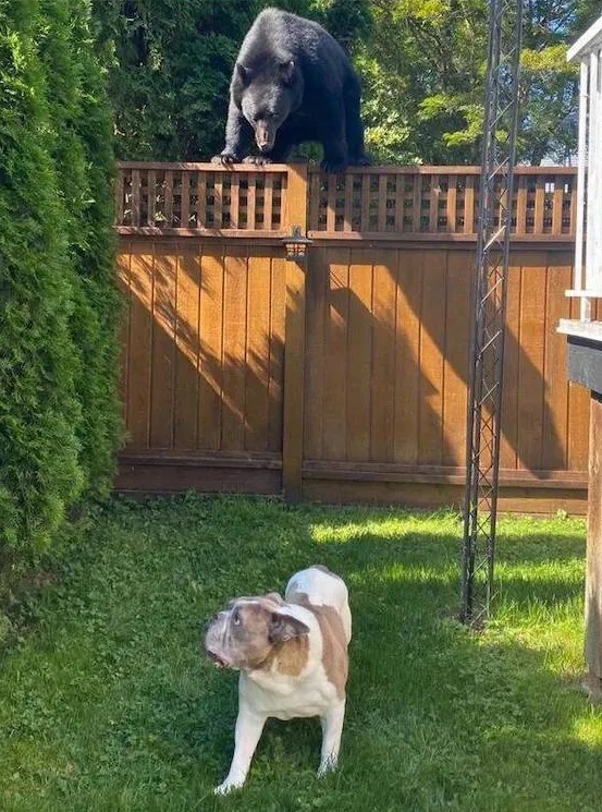 Medveď na plote pozoruje psa na záhrade za slnečného dňa.