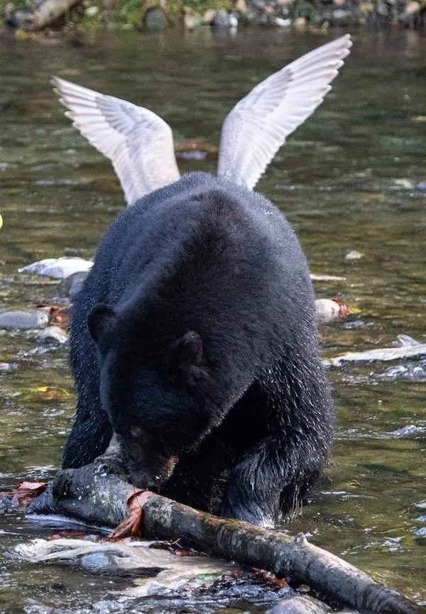 Medveď v rieke s krídlami čajky v pozadí, vytvára ilúziu okrídleného zvieraťa.