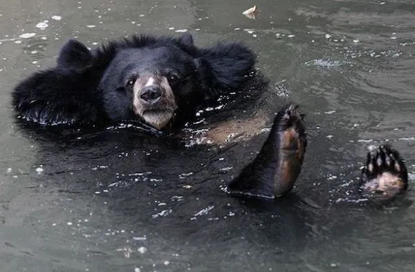 Medveď pláva v jazere, odpočívať v osviežujúcej vode.