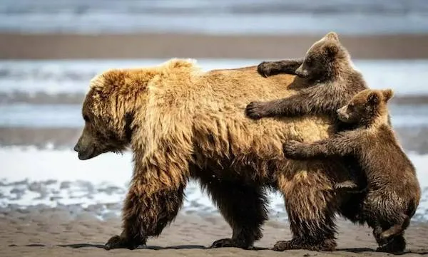 Mámedveď s dvoma mláďatami kráčajúci po piesočnej pláži pri mori.