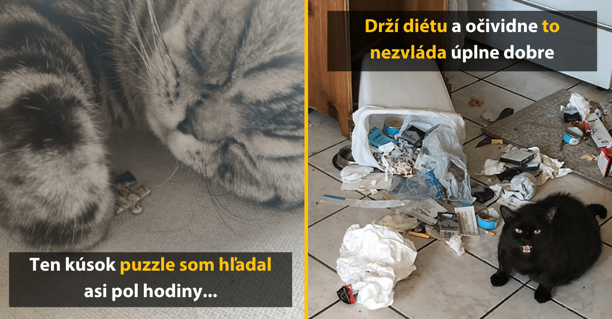 Mačka pohodlne spí vedľa puzzle, ďalšia mačka rozhrabala koše, keď nezvládla diétu.