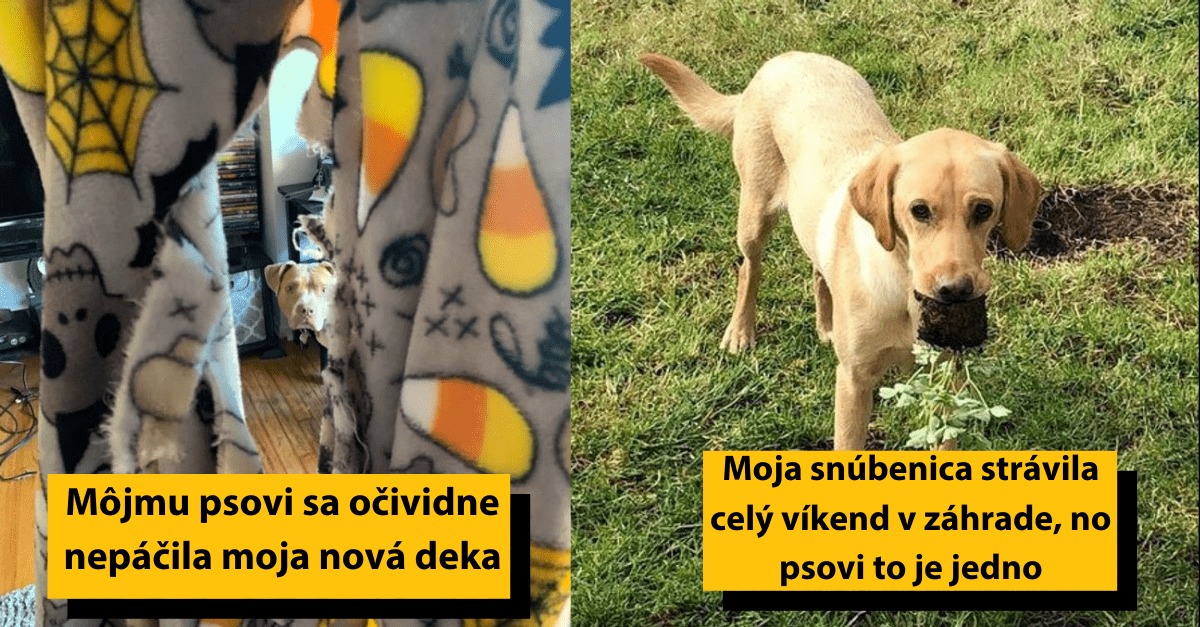 Pes zničil deku s motívmi lebiek a ukočíroval rastlinu zo záhrady, ignorujúc snahu ženy o zveľadenie.
