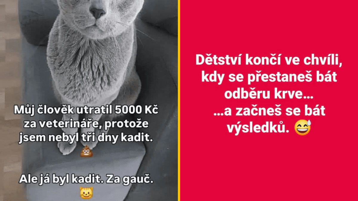 Vtipný obrázok: mačka a text o strachu z výsledkov, veselá ilustrácia každodenných starostí.