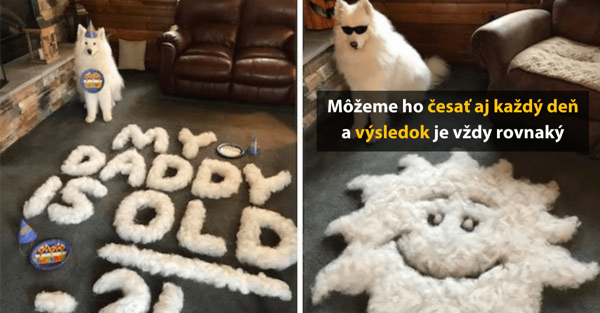 Pes oslavujúci narodeniny, nápis zo srsti a vlnový vzor na zemi ako výsledok česania.