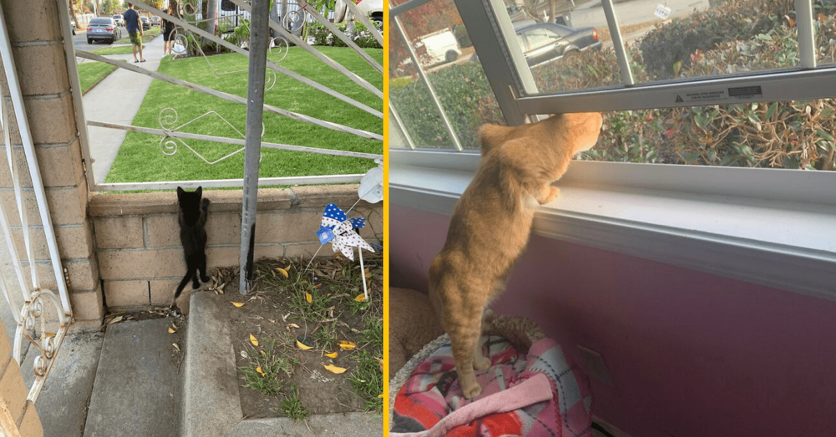 Čierna a oranžová mačka zvedavo sledujú vonkajší svet cez plot a okno.