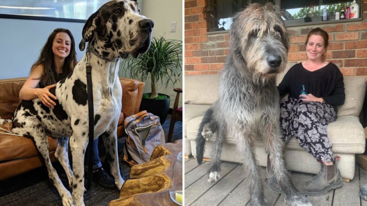 Dve ženy s dvomi veľkými psami na pohovkách, zobrazujú priateľstvo medzi ľuďmi a zvieratami.