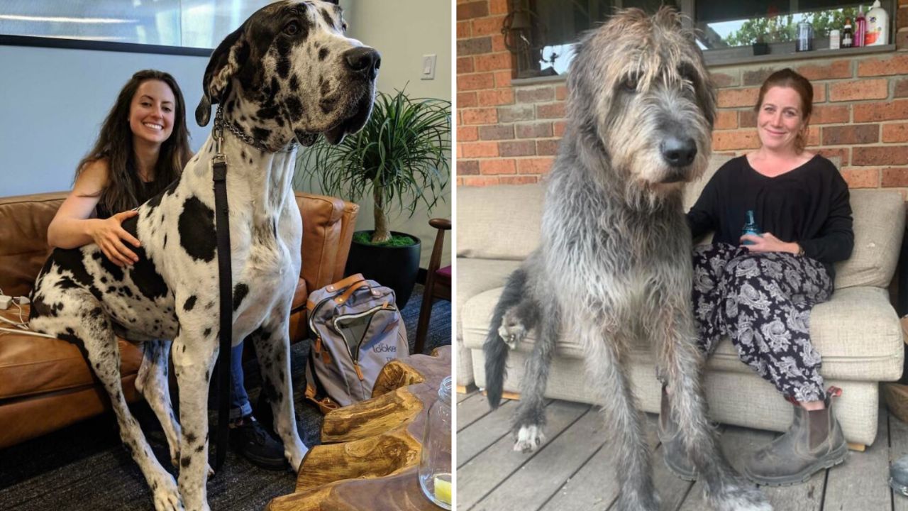 Dve ženy s dvomi veľkými psami na pohovkách, zobrazujú priateľstvo medzi ľuďmi a zvieratami.