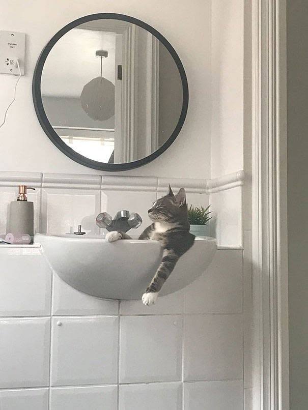 Mačka oddychuje v umývadle v kúpeľni, vedľa okrúhleho zrkadla na bielej stene.