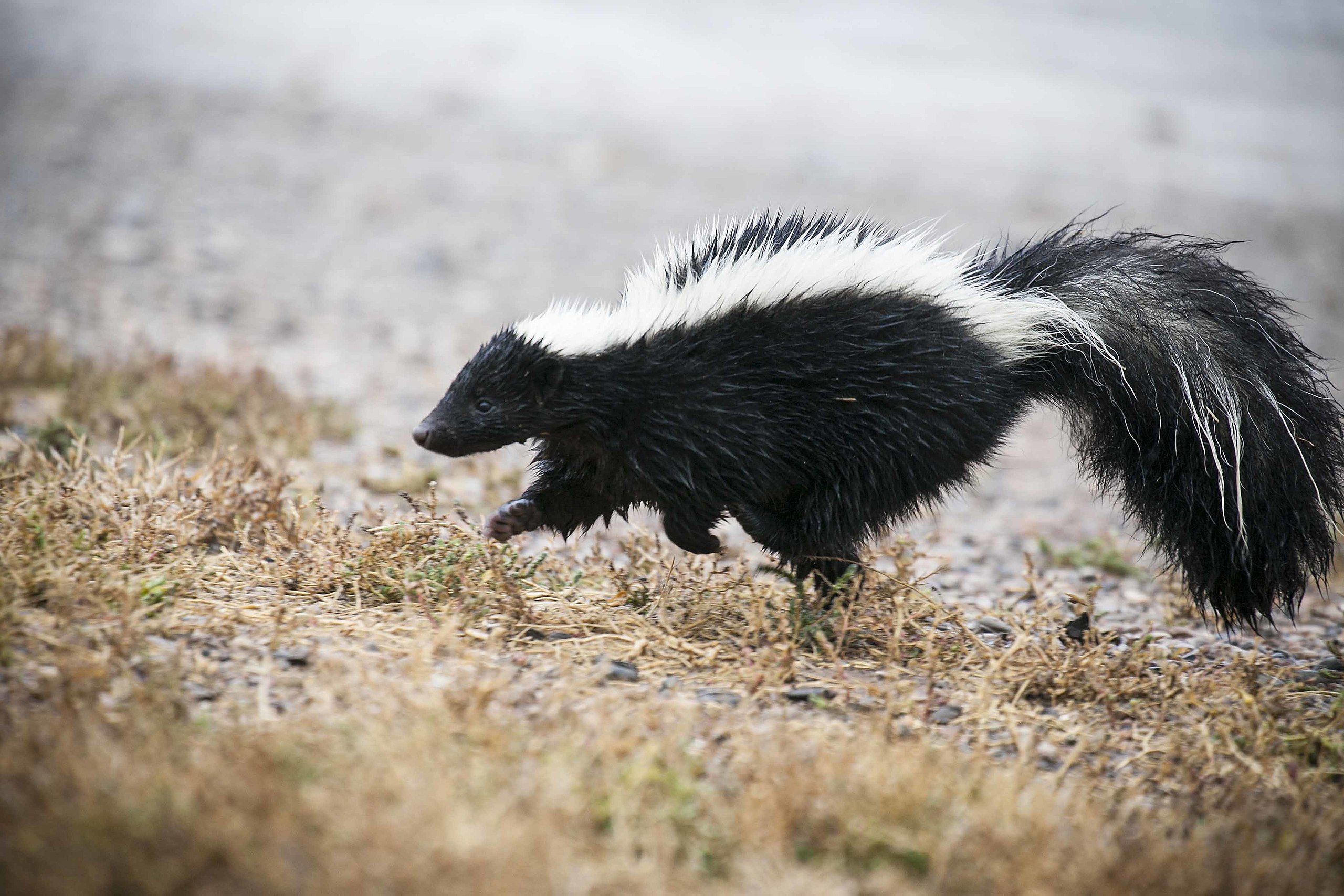 Skunk pruhovaný beží cez suchú trávu v prírodnom prostredí za slnečného dňa.