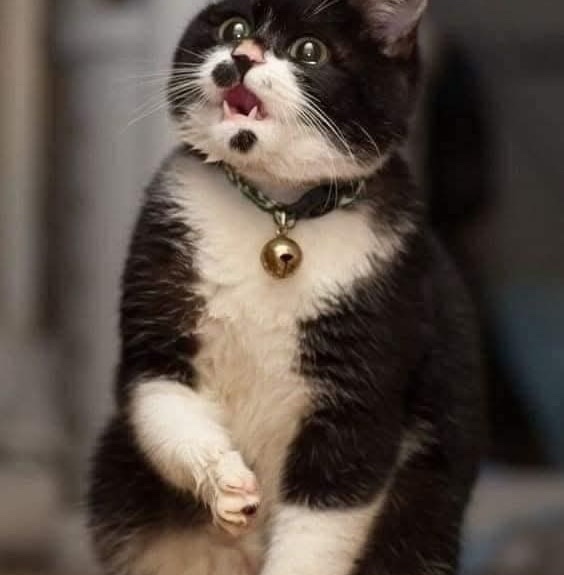 Čiernobiela mačka s prekvapeným výrazom a zvončekom na obojku sleduje niečo nečakané.