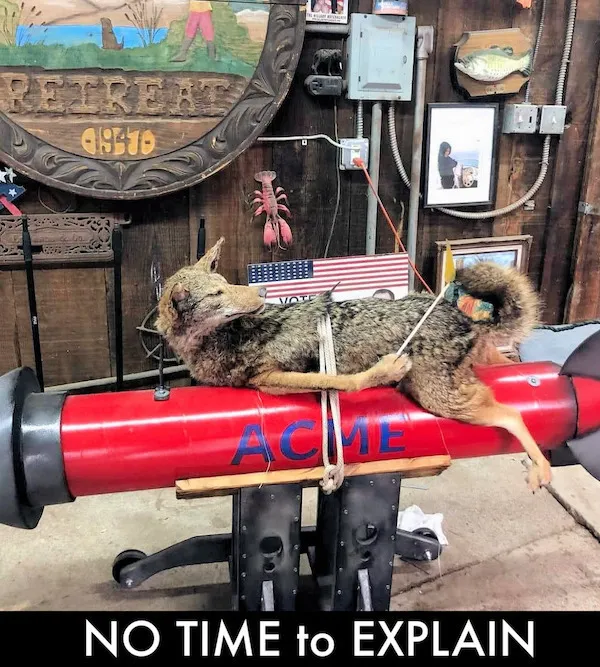Vlk priviazaný na červenú raketu označenú „ACME“ v miestnosti s obrázkami a nápisom „NO TIME TO EXPLAIN“.