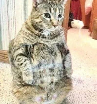 Pruhovaná mačka sedí vzpriamene na zadných nohách v dome, vyzerá bacuľato a zvedavo.
