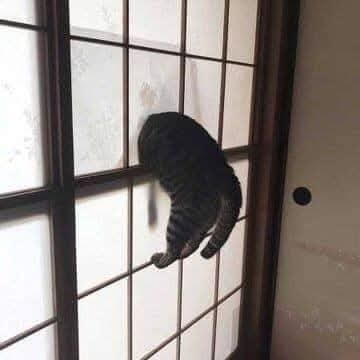 Mačka uviaznutá v drevených dverách sa snaží prejsť cez otvor.