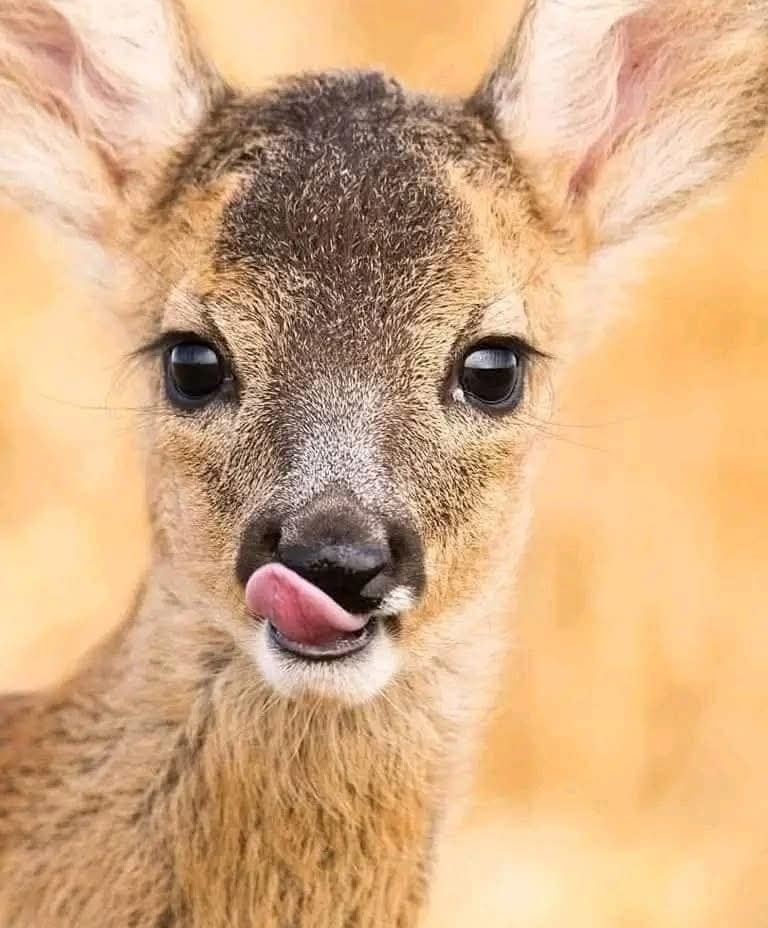 Mladý jeleň líže nos, pohľad na zlatistom pozadí. Roztomilé zviera s veľkými očami a zvedavým výrazom tváre.
