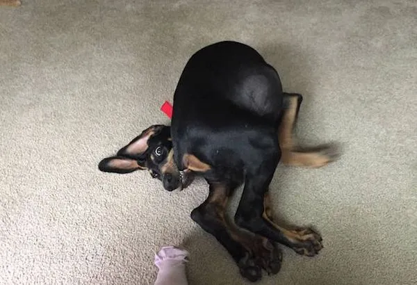 Pes leží na koberci v zábavnej polohe, vedľa bielej ponožky.