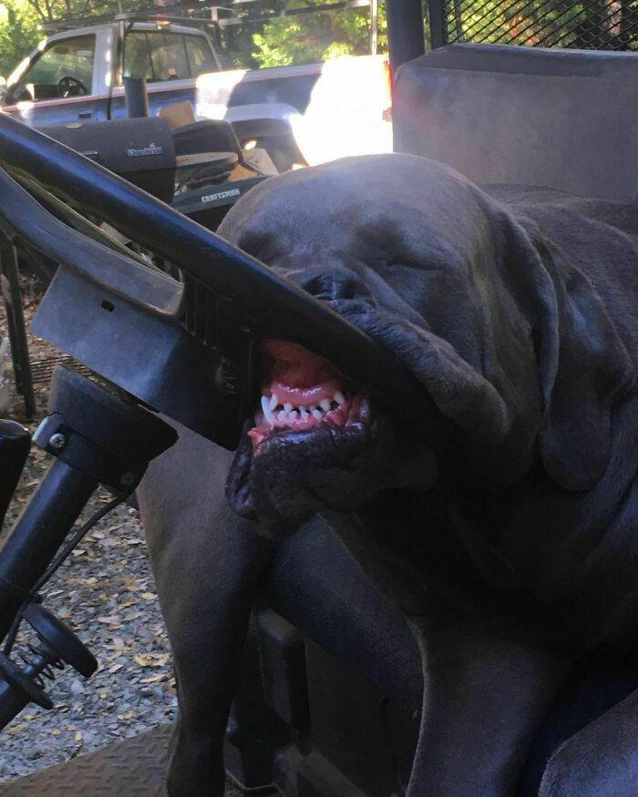 Veľký pes si oddychuje s hlavou opretou o volant vozidla na slnečnom dvore.