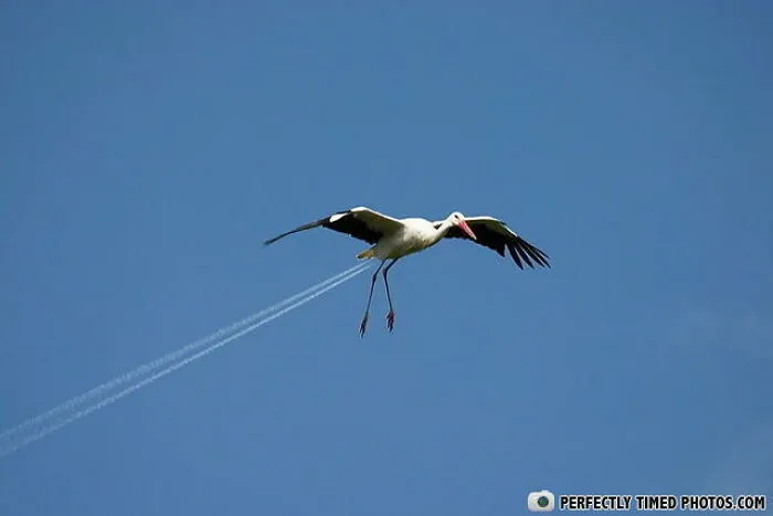 Bocian na modrej oblohe opticky vytvára kontrail, čo vyzerá ako lietadlo.