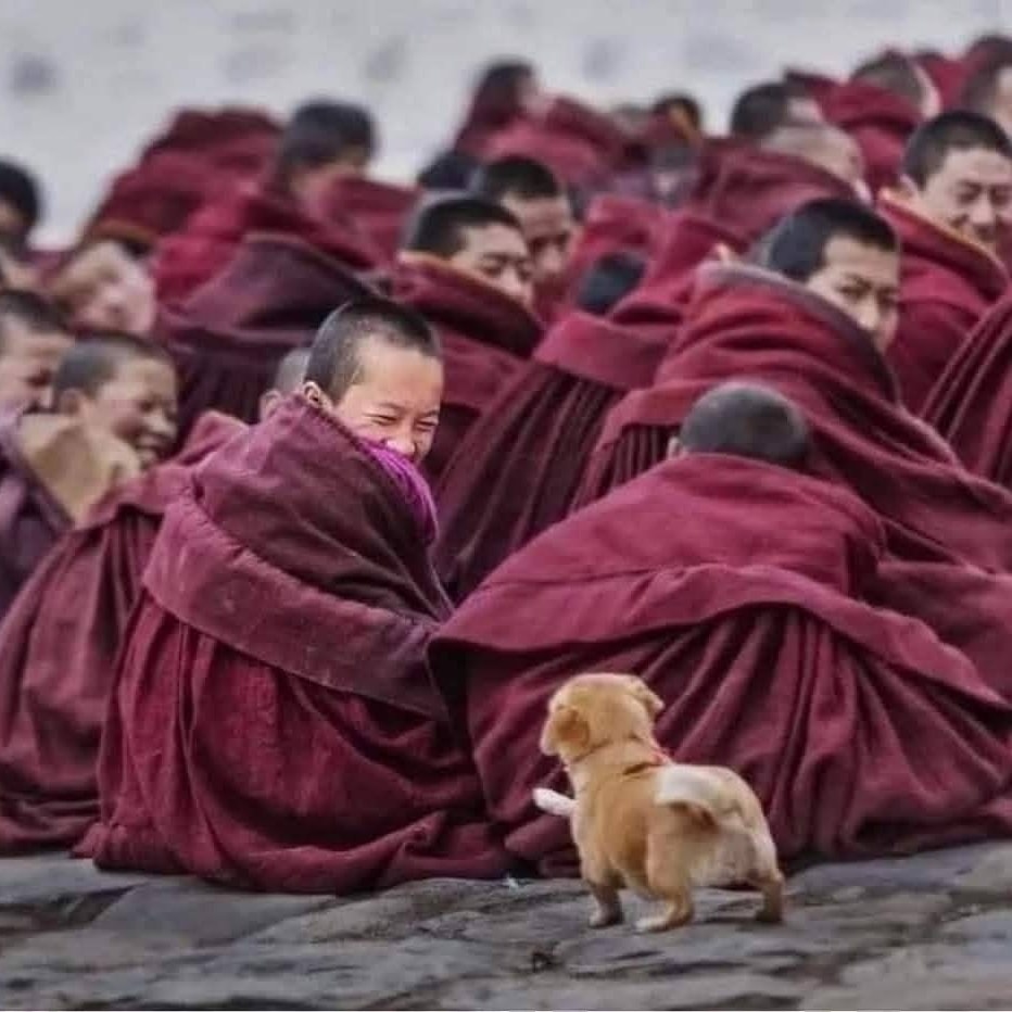 Mnísi v červených rúchach pozorujú šteňa, ktoré ich rozosmievalo.