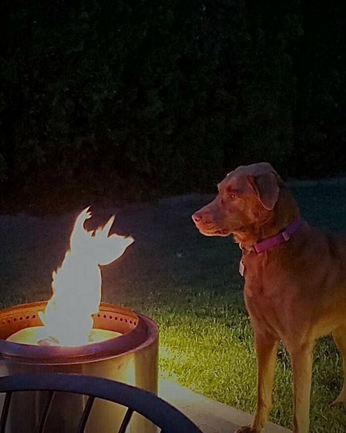 Pes sa fascinovane pozerá na planúci oheň vo vonkajšom ohnisku počas letného večera na záhrade.