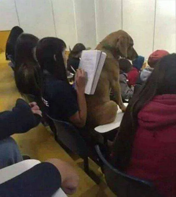 Pes sedí s ľuďmi v auditoriu univerzity, zatiaľ čo študentka číta knihu. Nezvyčajné priateľstvo počas prednášky.