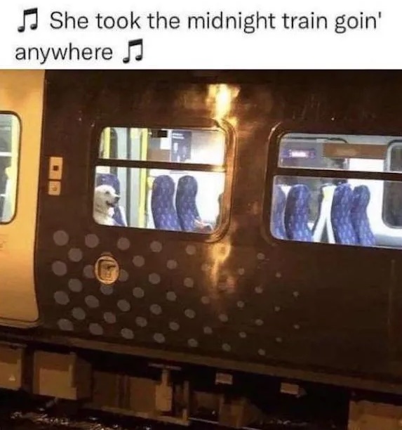 Pes sedí vo vlaku v noci, text odkazuje na známu pieseň.