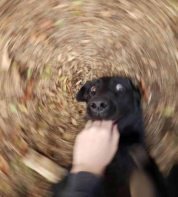 Pes so špirálovým pozadím, zmätene pozerajúci okolo seba vonku.