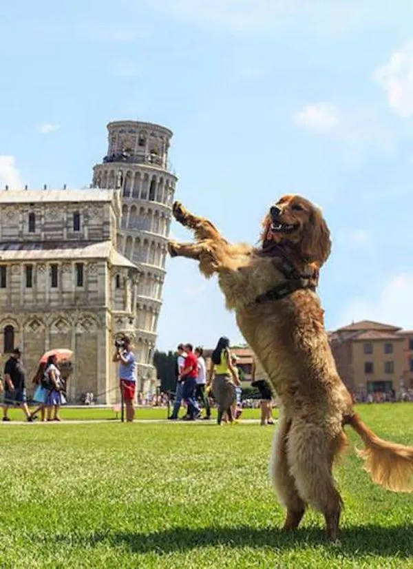 Zlatý retríver pózuje pred Šikmou vežou v Pise, ilúzia vytvára dojem, že pes vežu podopiera.