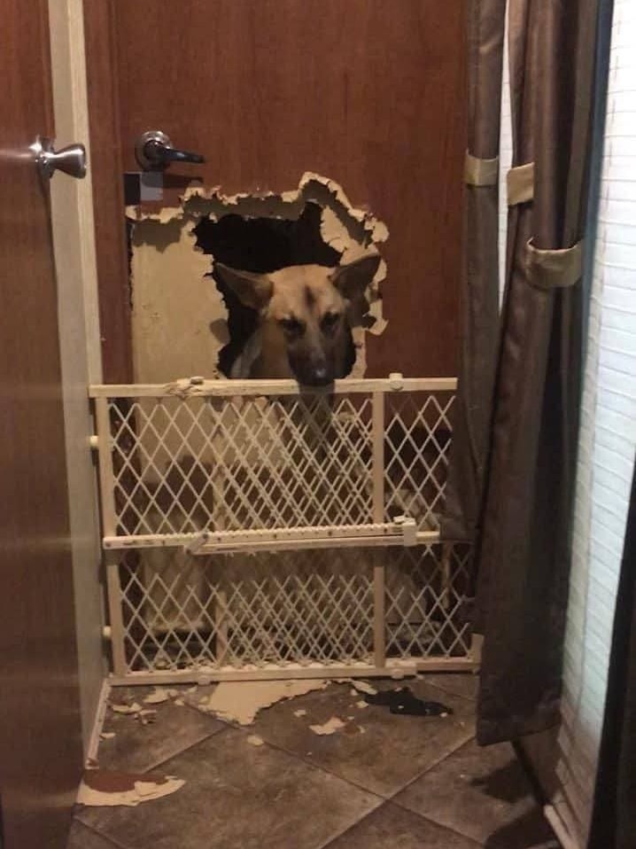 Pes prestrčí hlavu cez dieru vo dverách, za dočasnou zábranou. Čin vo mne neskrotné odhodlanie a zvedavosť psa.