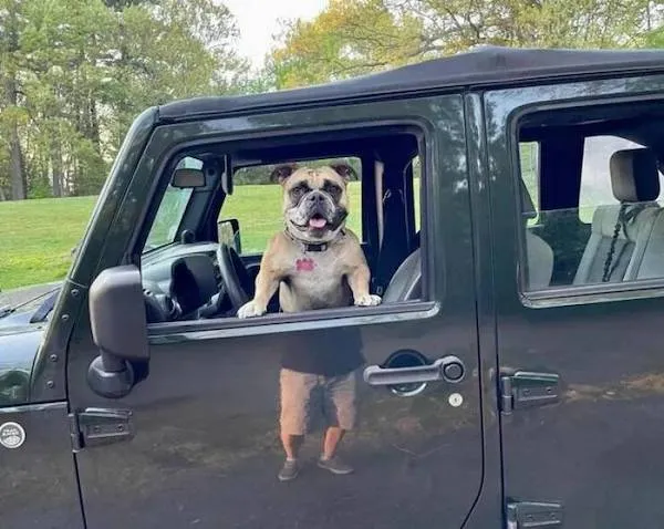 Buldoček vykukuje z okna čierneho džípu na vidieku.