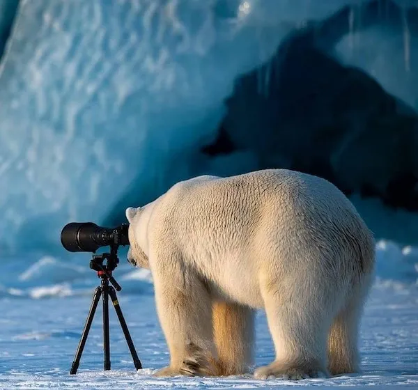 Polárny medveď skúma fotoaparát na statíve v ľadovej arktickej krajine.