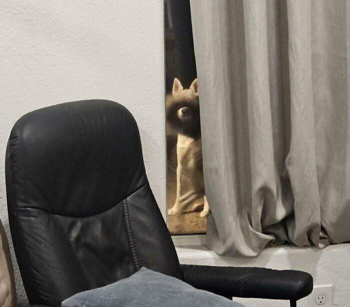 Pes hľadí cez okno, sediac za zatiahnutým závesom, vedľa čierneho kresla.