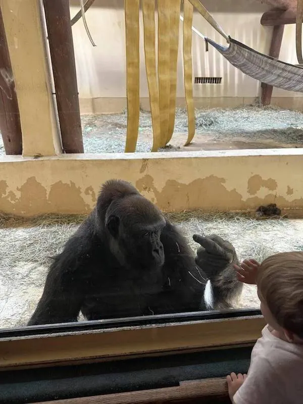 Gorila vo výbehu zdvíha ruku pred sklom, dieťa (otočené chrbtom) sa pozerá.