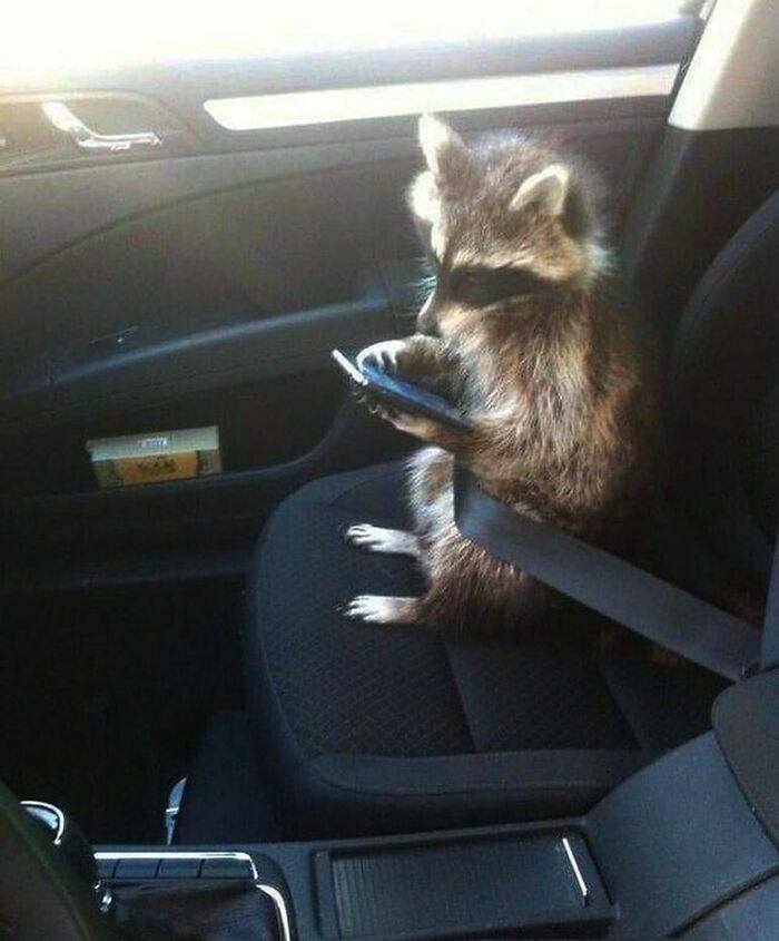 Mýval s mobilom sedí na sedadle auta, drží volant. Vtipná scéna s mývalom v aute.