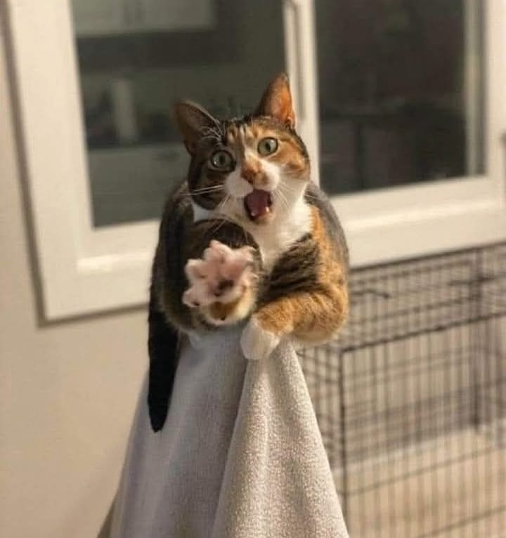 Ostražitá mačka na uteráku s otvorenými ústami a vztýčenou labkou vo vnútri domu.