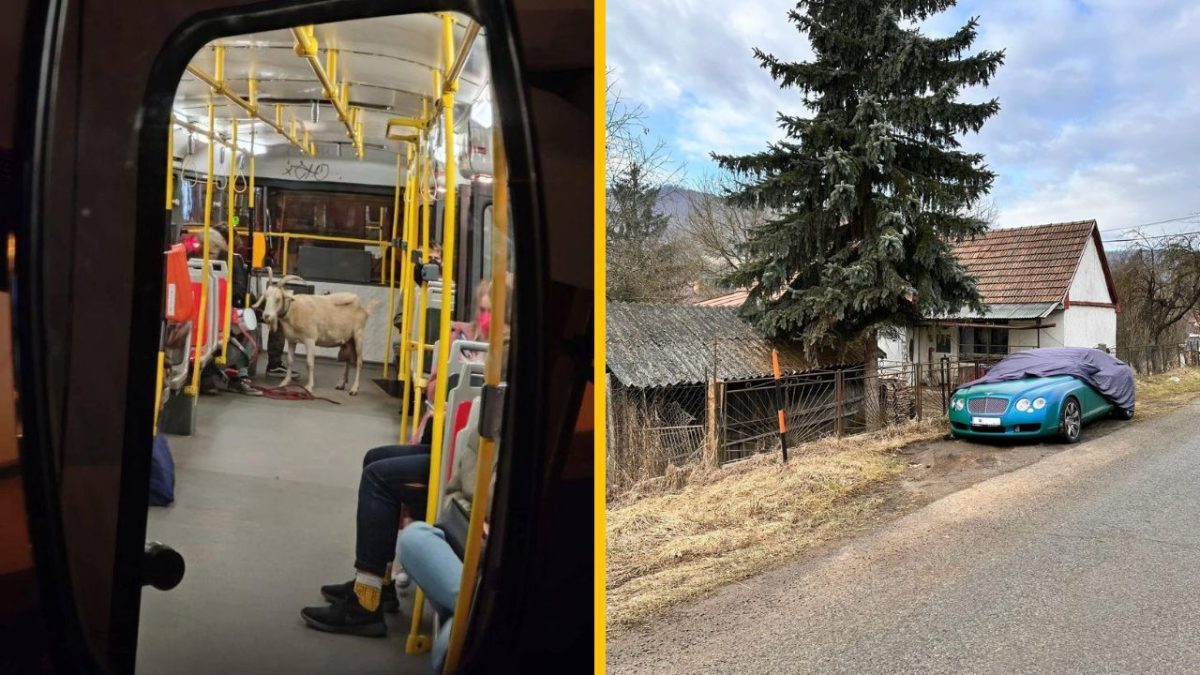 Autobus vezie kozu ako cestujúcu; vedľa domu je zaparkované luxusné auto zakryté plachtou.
