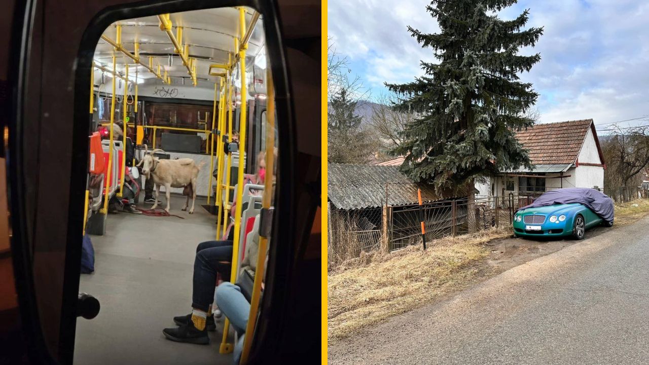 Autobus vezie kozu ako cestujúcu; vedľa domu je zaparkované luxusné auto zakryté plachtou.
