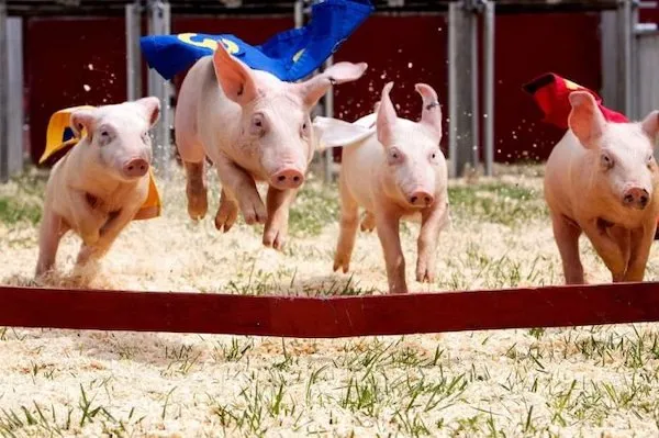 Štyri prasiatka v jasných dresoch skáču ponad prekážky na zelenom trávniku počas pretekov prasiatok.