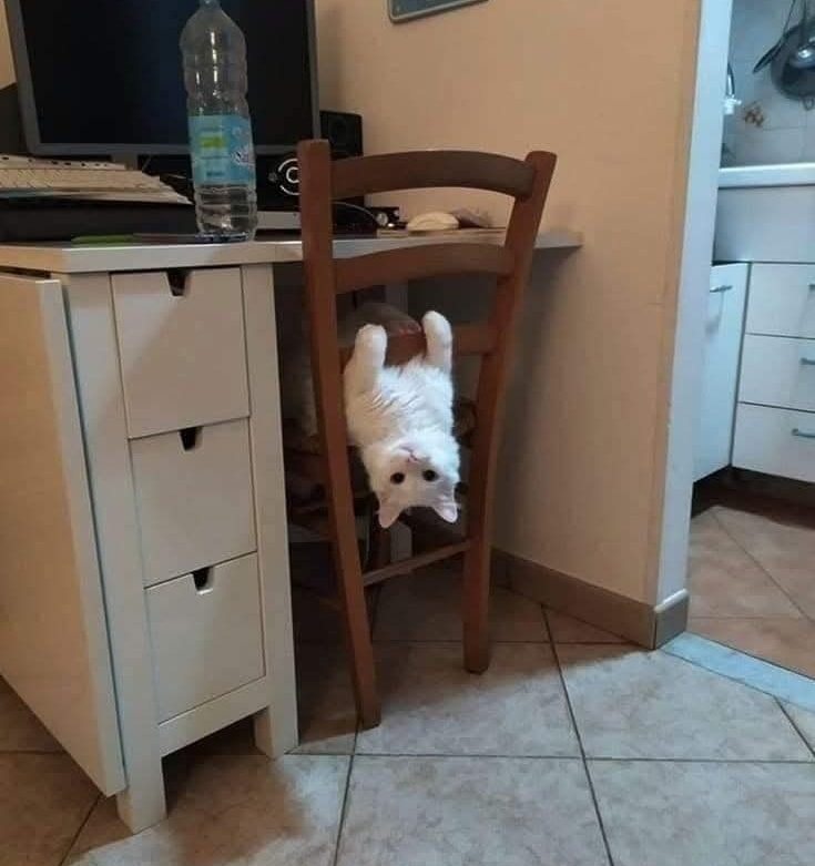 Mačka visiaca dole hlavou zo stoličky vedľa pracovného stola, hravá a zvedavá.