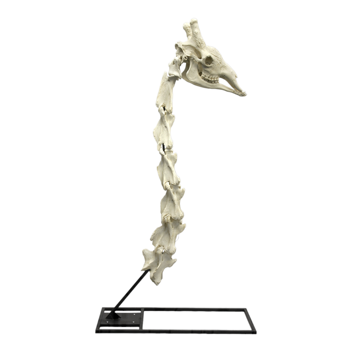 Žirafí krk - kostra na stojane, ilustrujúca anatómiu žirafy pre vzdelávacie účely.