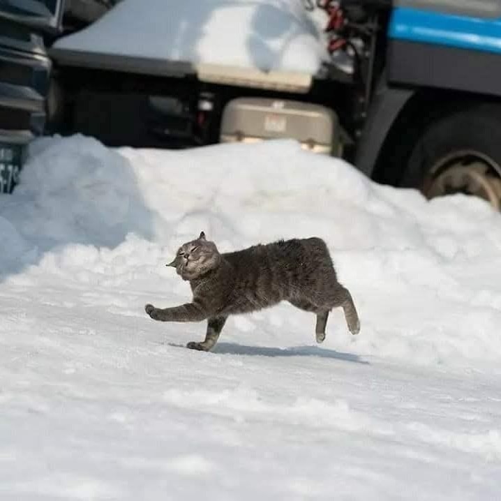 Sivá mačka beží po zasneženej ceste vedľa zaparkovaných áut.