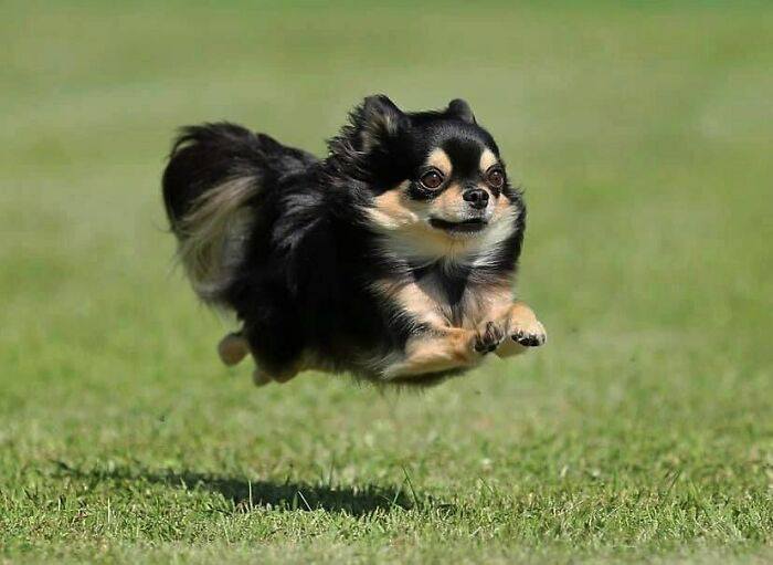 Malý pes v pohybe skáče cez trávnik, vyzerá šťastne a energicky, ukazuje svoju hravosť na čerstvej zelenej lúke.